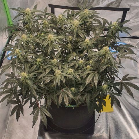 Gorilla OG Auto growlog timeline photo