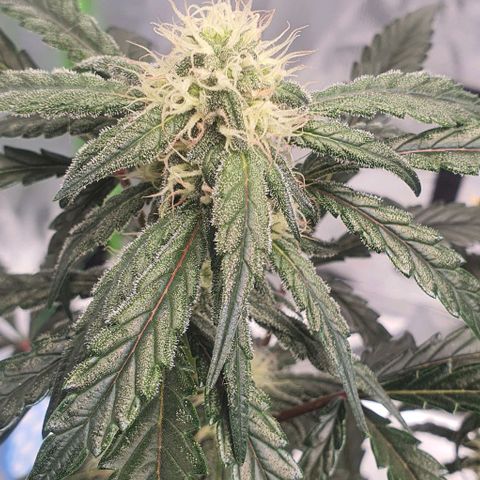 Gorilla OG Auto growlog timeline photo