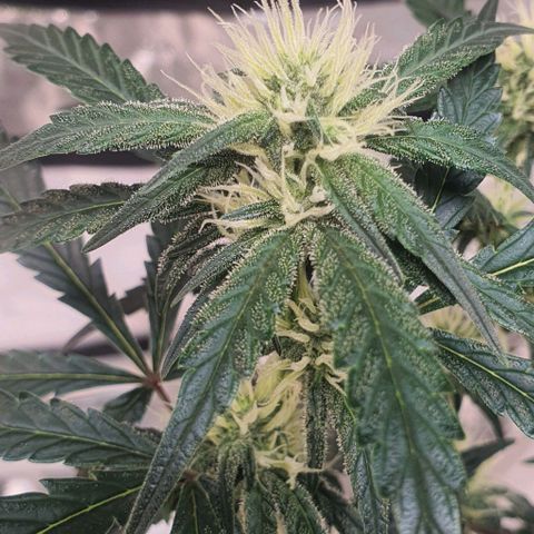 Gorilla OG Auto growlog timeline photo