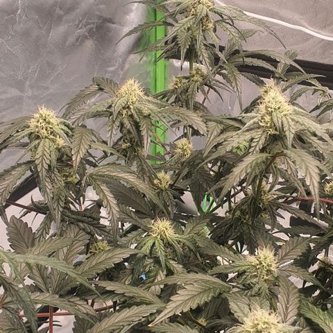 Gorilla OG Auto growlog timeline photo