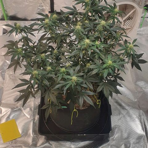 Gorilla OG Auto growlog timeline photo