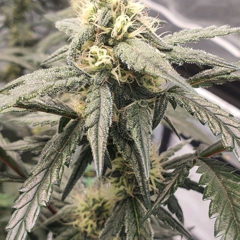 Gorilla OG Auto growlog timeline photo