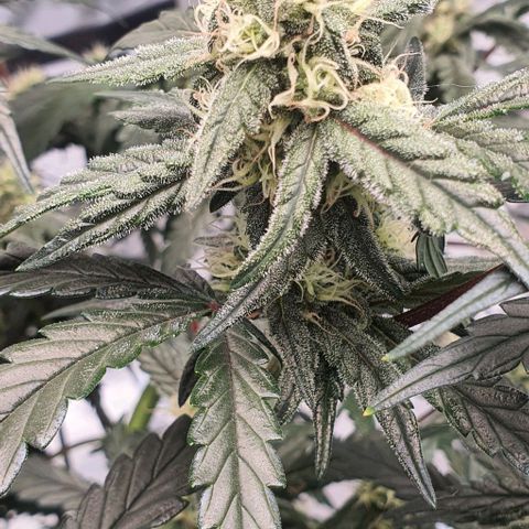 Gorilla OG Auto growlog timeline photo