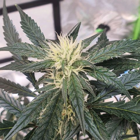 Gorilla OG Auto growlog timeline photo