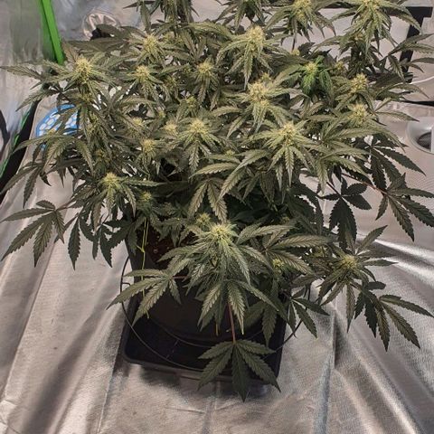 Gorilla OG Auto growlog timeline photo