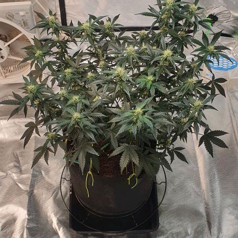 Gorilla OG Auto growlog timeline photo