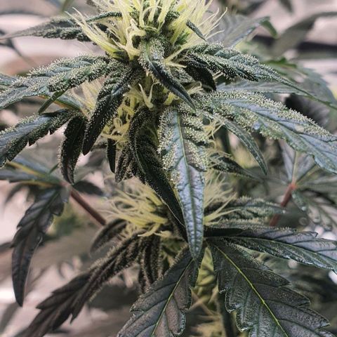 Gorilla OG Auto growlog timeline photo