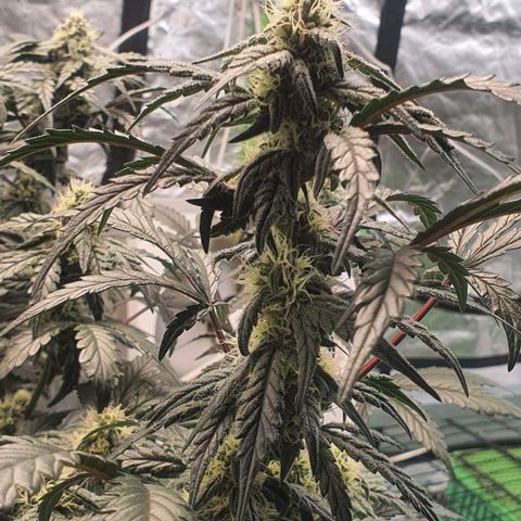 Gorilla OG Auto growlog timeline photo