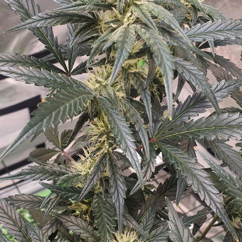 Gorilla OG Auto growlog timeline photo