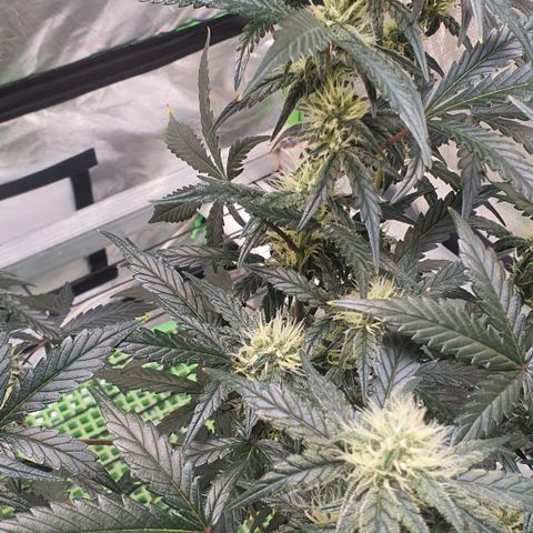 Gorilla OG Auto growlog timeline photo