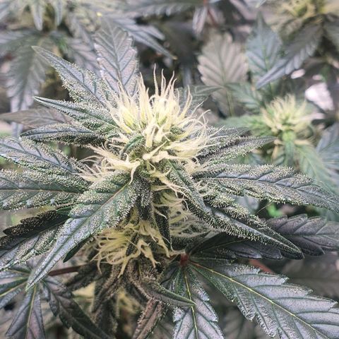 Gorilla OG Auto growlog timeline photo