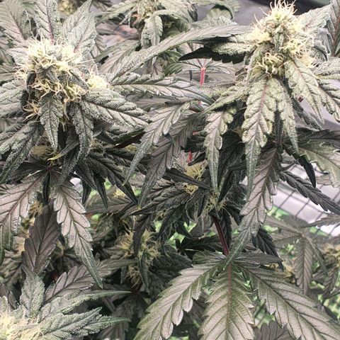 Gorilla OG Auto growlog timeline photo
