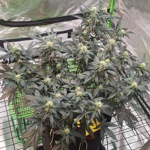 Gorilla OG Auto growlog timeline photo
