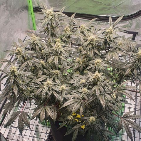 Gorilla OG Auto growlog timeline photo
