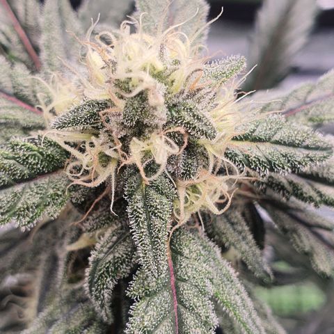 Gorilla OG Auto growlog timeline photo