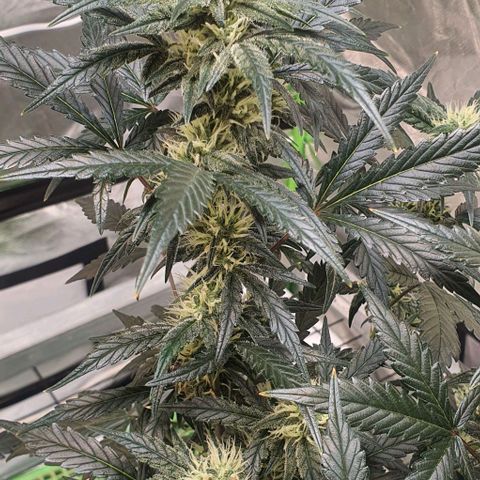 Gorilla OG Auto growlog timeline photo