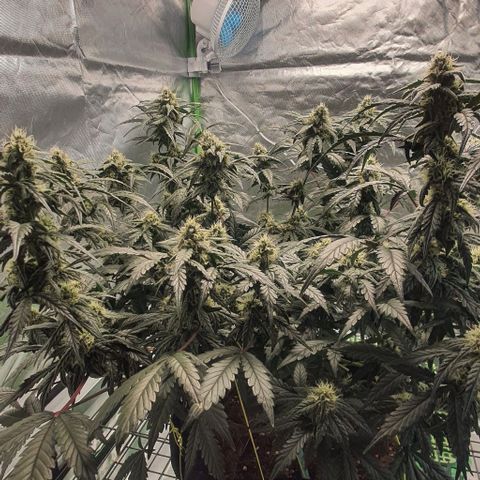 Gorilla OG Auto growlog timeline photo