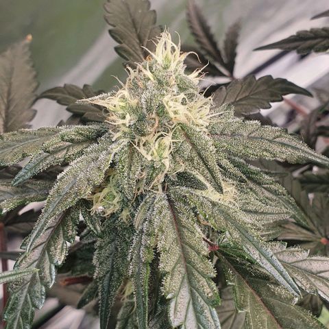 Gorilla OG Auto growlog timeline photo