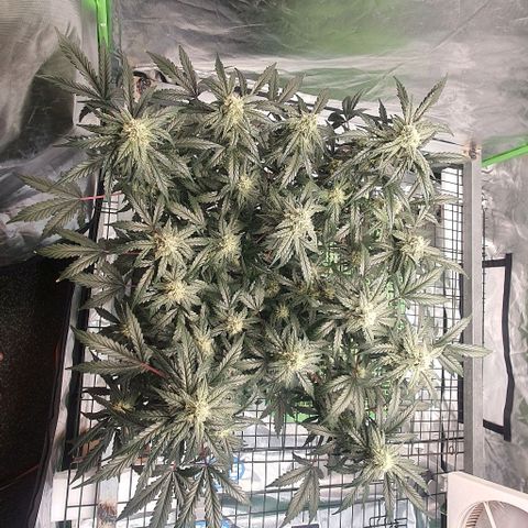 Gorilla OG Auto growlog timeline photo