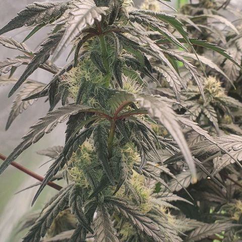 Gorilla OG Auto growlog timeline photo