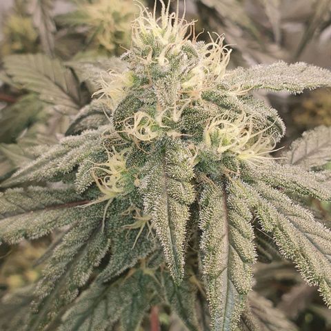 Gorilla OG Auto growlog timeline photo
