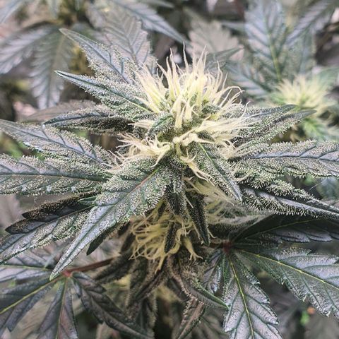 Gorilla OG Auto growlog timeline photo
