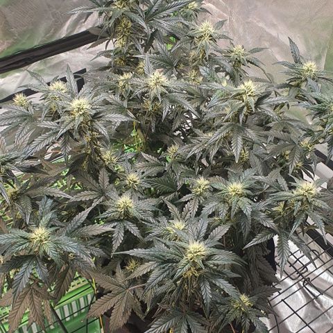 Gorilla OG Auto growlog timeline photo