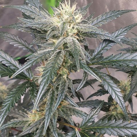 Gorilla OG Auto growlog timeline photo