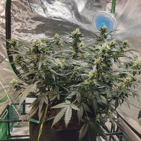 Gorilla OG Auto growlog timeline photo