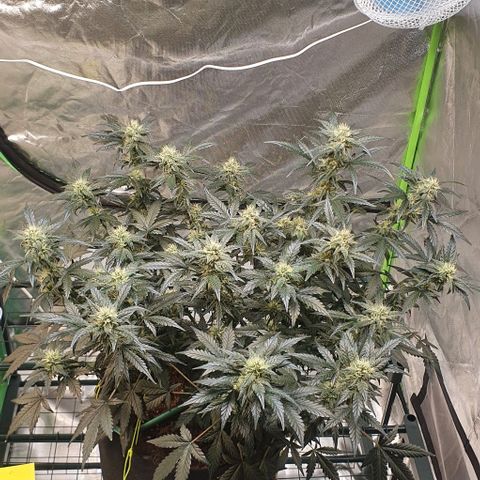 Gorilla OG Auto growlog timeline photo