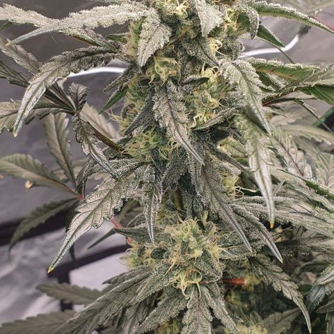 Gorilla OG Auto growlog timeline photo