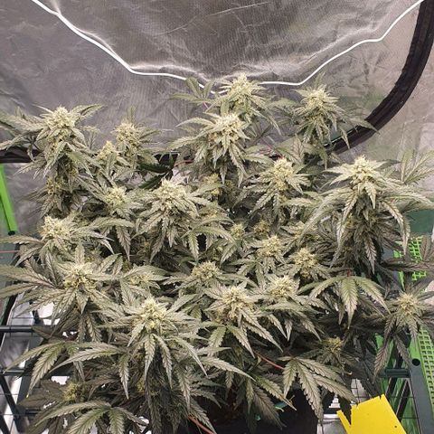 Gorilla OG Auto growlog timeline photo