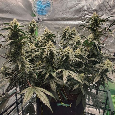 Gorilla OG Auto growlog timeline photo
