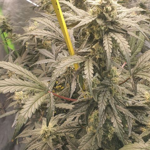 Gorilla OG Auto growlog timeline photo