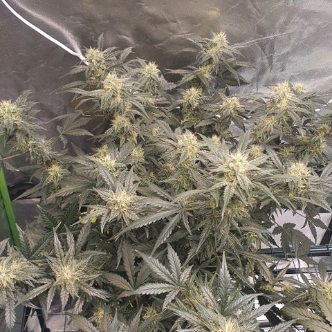 Gorilla OG Auto growlog timeline photo