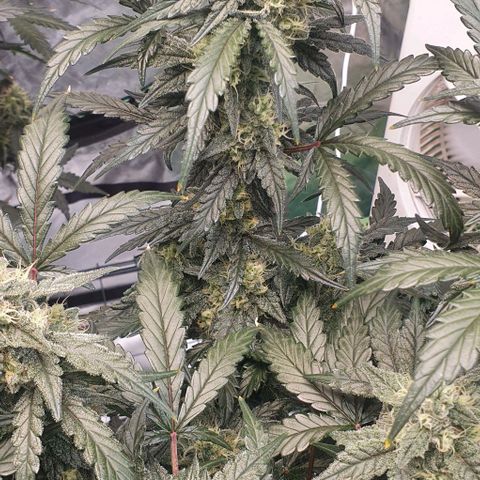 Gorilla OG Auto growlog timeline photo