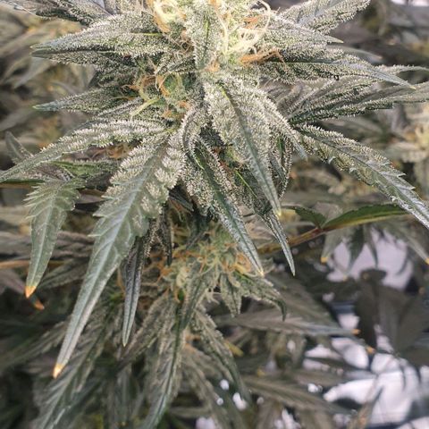 Gorilla OG Auto growlog timeline photo