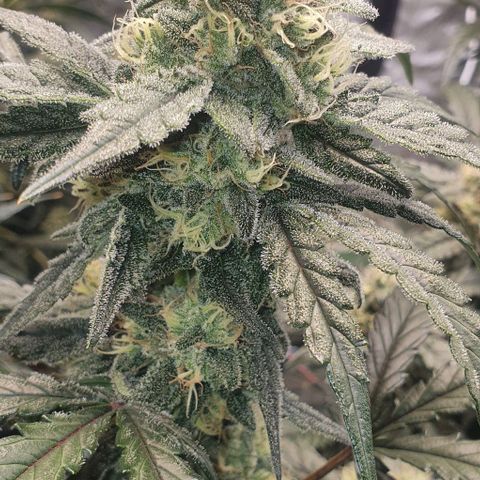 Gorilla OG Auto growlog timeline photo