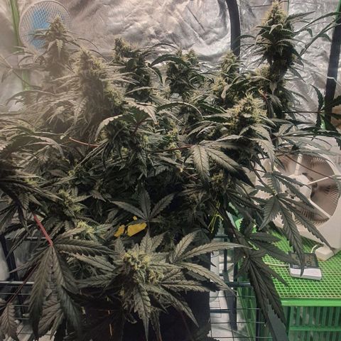 Gorilla OG Auto growlog timeline photo