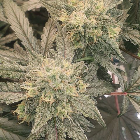 Gorilla OG Auto growlog timeline photo