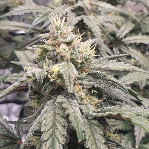Gorilla OG Auto growlog timeline photo
