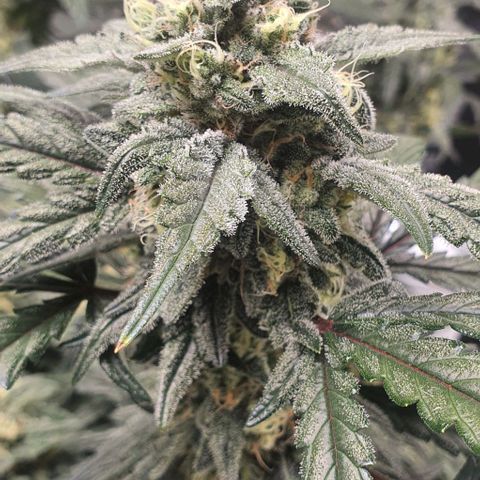 Gorilla OG Auto growlog timeline photo