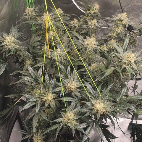 Gorilla OG Auto growlog timeline photo