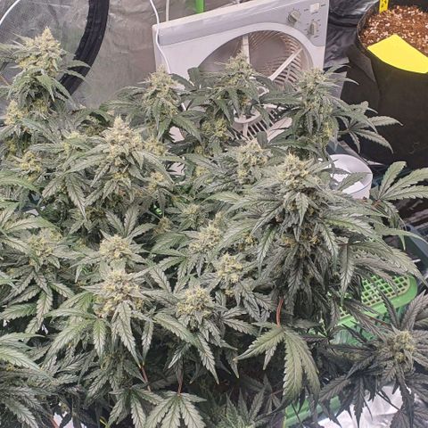 Gorilla OG Auto growlog timeline photo