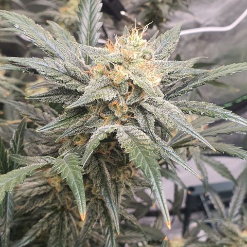 Gorilla OG Auto growlog timeline photo