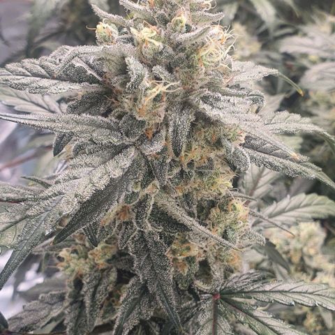 Gorilla OG Auto growlog timeline photo