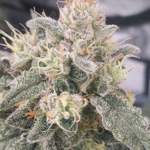 Gorilla OG Auto growlog timeline photo