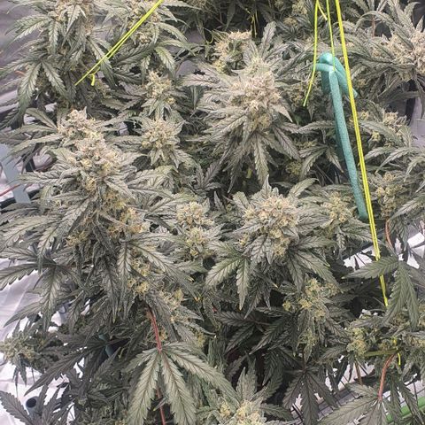 Gorilla OG Auto growlog timeline photo