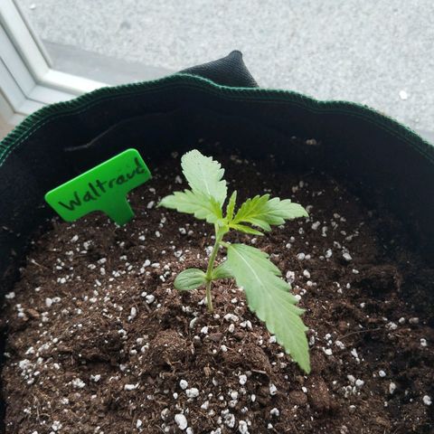 Waltraud growlog timeline photo