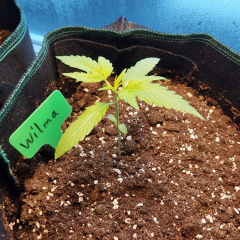 Wilma growlog photo: Beginnt zu duften